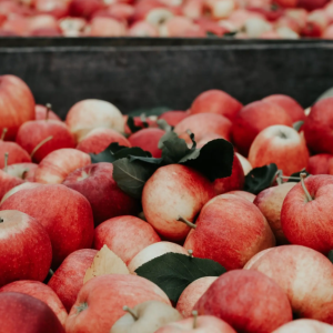 苹果 糖份14以上的