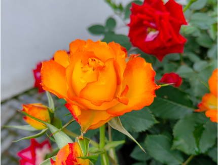 月季花怎么种？