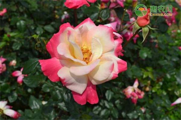 月季花怎么种?-图片版权归惠农网所有