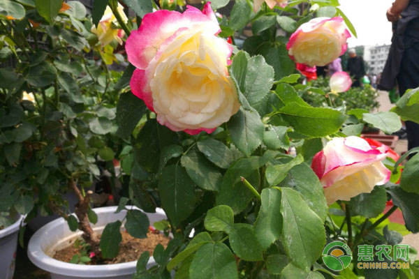 月季花怎么种?-图片版权归惠农网所有