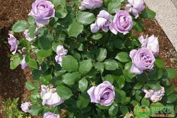 月季花怎么种?-图片版权归惠农网所有