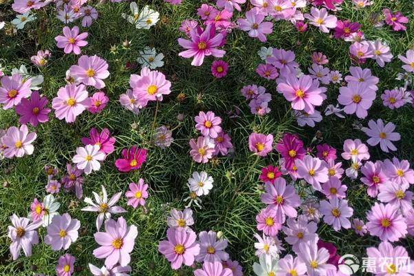 波斯菊怎么种？-图片版权归惠农网所有