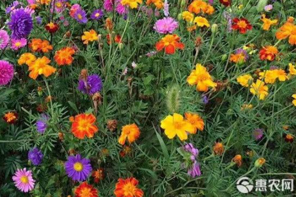 波斯菊怎么种？-图片版权归惠农网所有