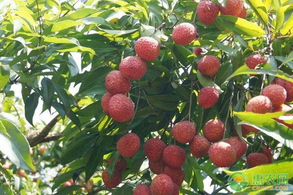荔枝怎么种?-图片版权归惠农网所有