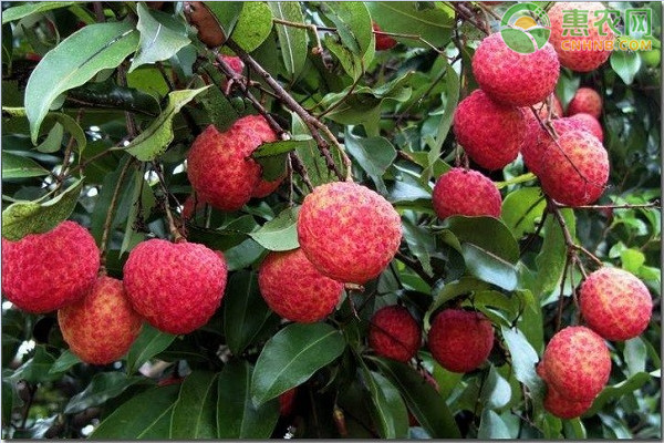 荔枝怎么种?-图片版权归惠农网所有