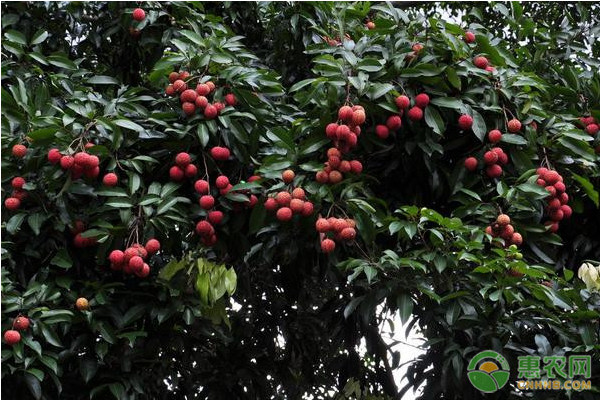 荔枝怎么种?-图片版权归惠农网所有