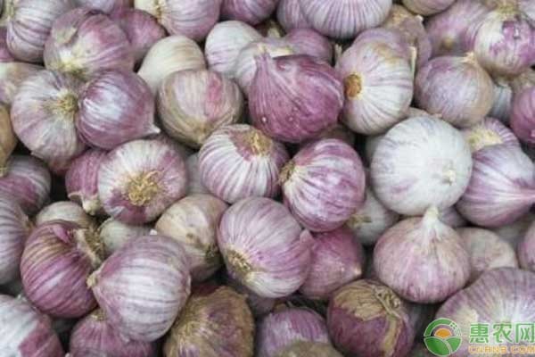 独蒜是怎么种出来的？-图片版权归惠农网所有