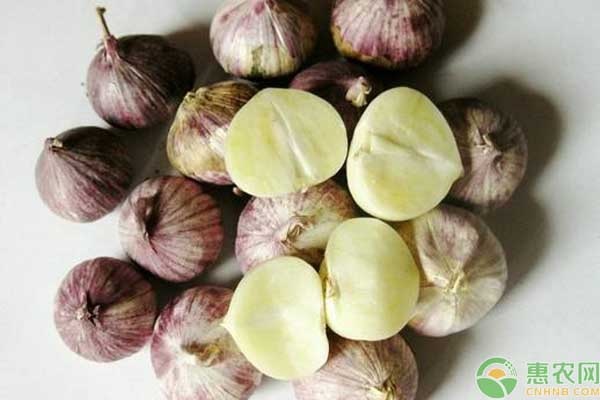 独蒜是怎么种出来的？-图片版权归惠农网所有