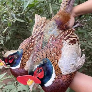 野鸡山鸡包活到七彩山鸡成年农家散养野鸡宠物鸡 一对