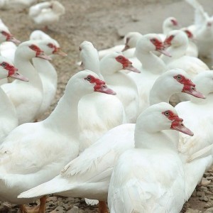 北海养鸭子 养鸭鸭苗哪里有 附近养鸭基地 供应优质鸭苗