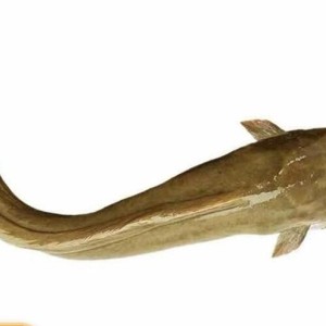 鲲腾 鲜活水产种苗 塘鲺鱼 苗 生长迅速易活 运输耐活全国发货