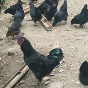 纯种五黑绿壳蛋鸡苗出壳黑乌鸡雏场地直发鸡仔活体山地放养多蛋鸡