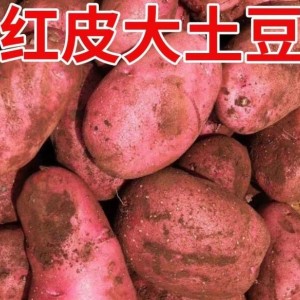 内蒙红皮大土豆新鲜黄心土豆现挖洋芋地蛋马铃薯粉面火锅批发 红皮土豆大果 5斤