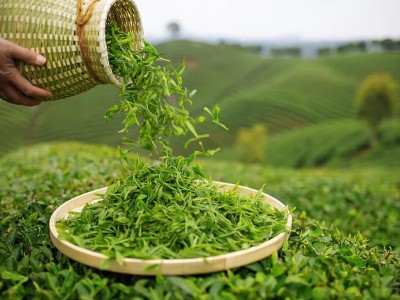 2026中国(深圳)国际秋季茶产业博览会（华巨臣茶博会）